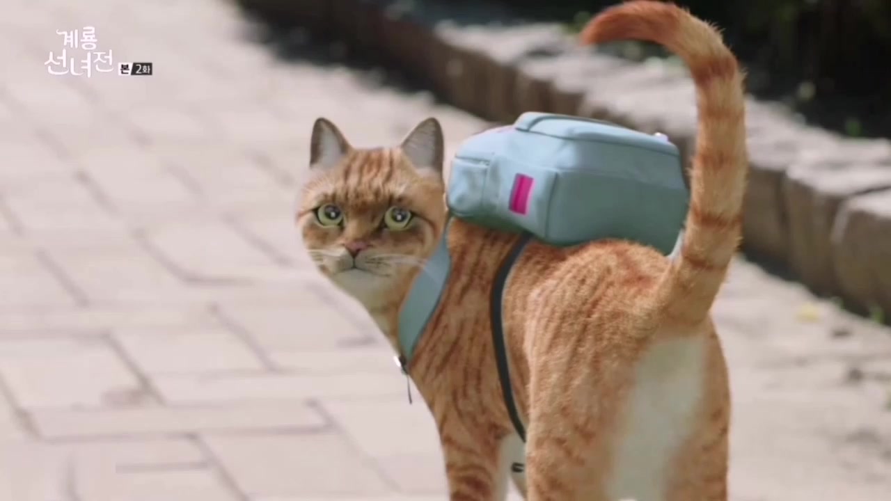 韩剧《鸡龙仙女传》点顺变成一只背着书包的橘猫,这段真的太萌了