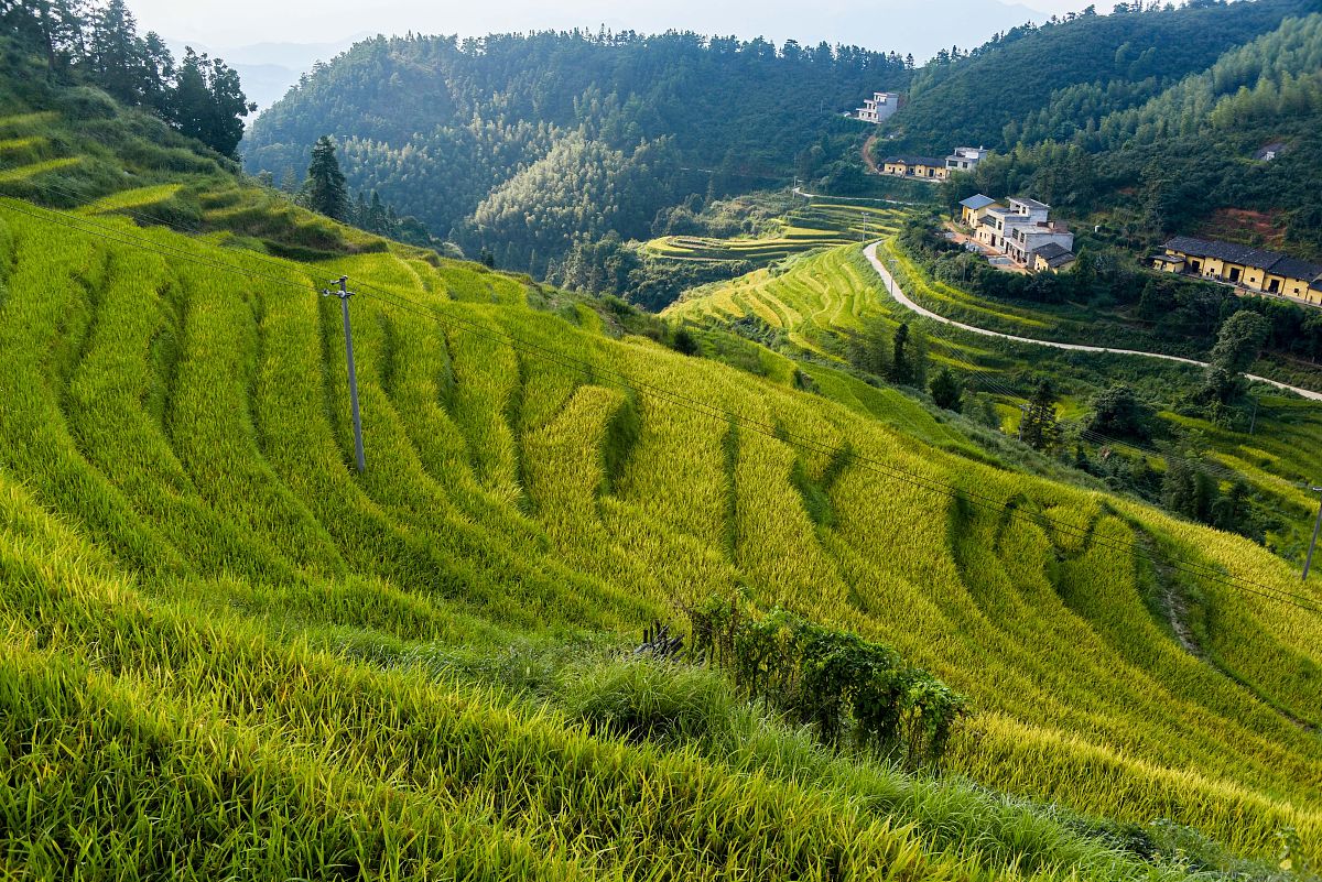 绿色绸带 黄色绸带 维护农民工合法权益 尊重农民工理解农民工保护农民工关爱农民工