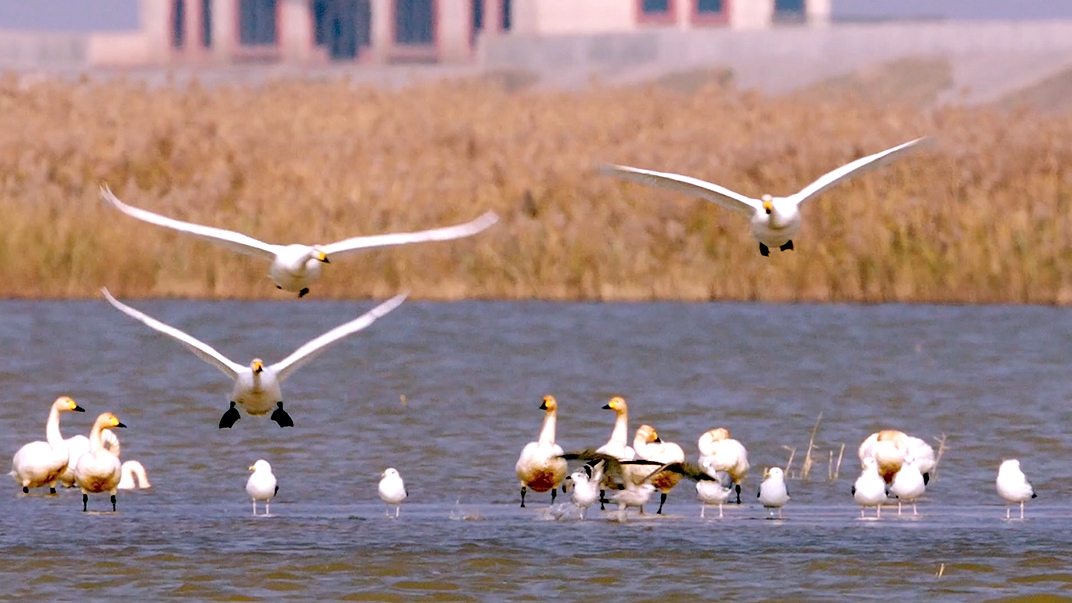 《长江之恋》①丨崇明:生态好不好,还要看鱼鸟