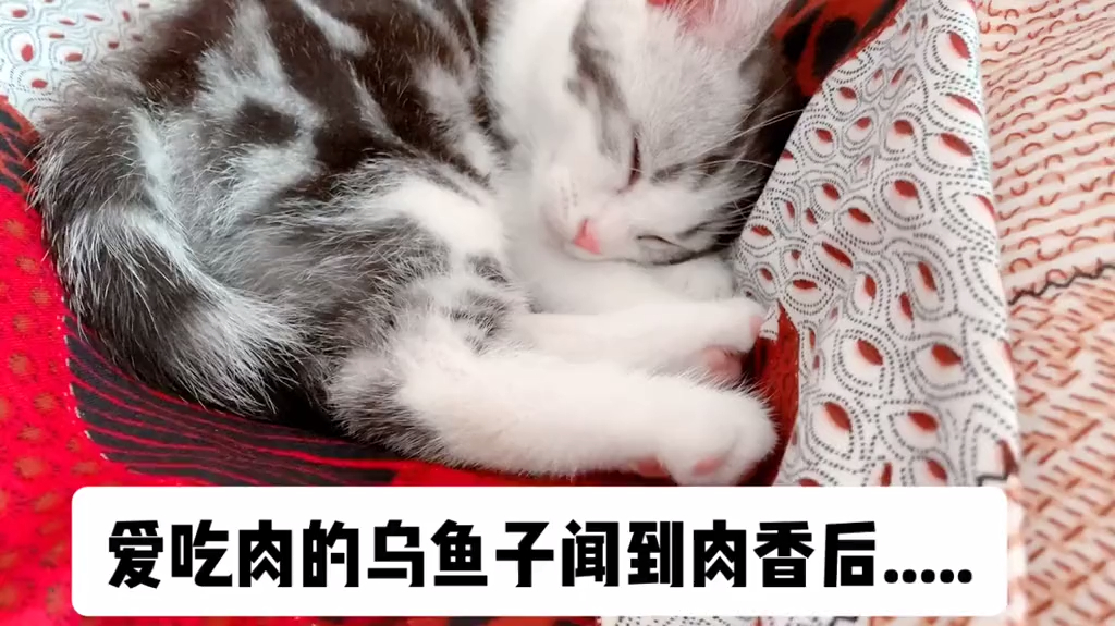 给爱吃素的猫咪闻了一块肉后,它这表情太嫌弃了哈哈