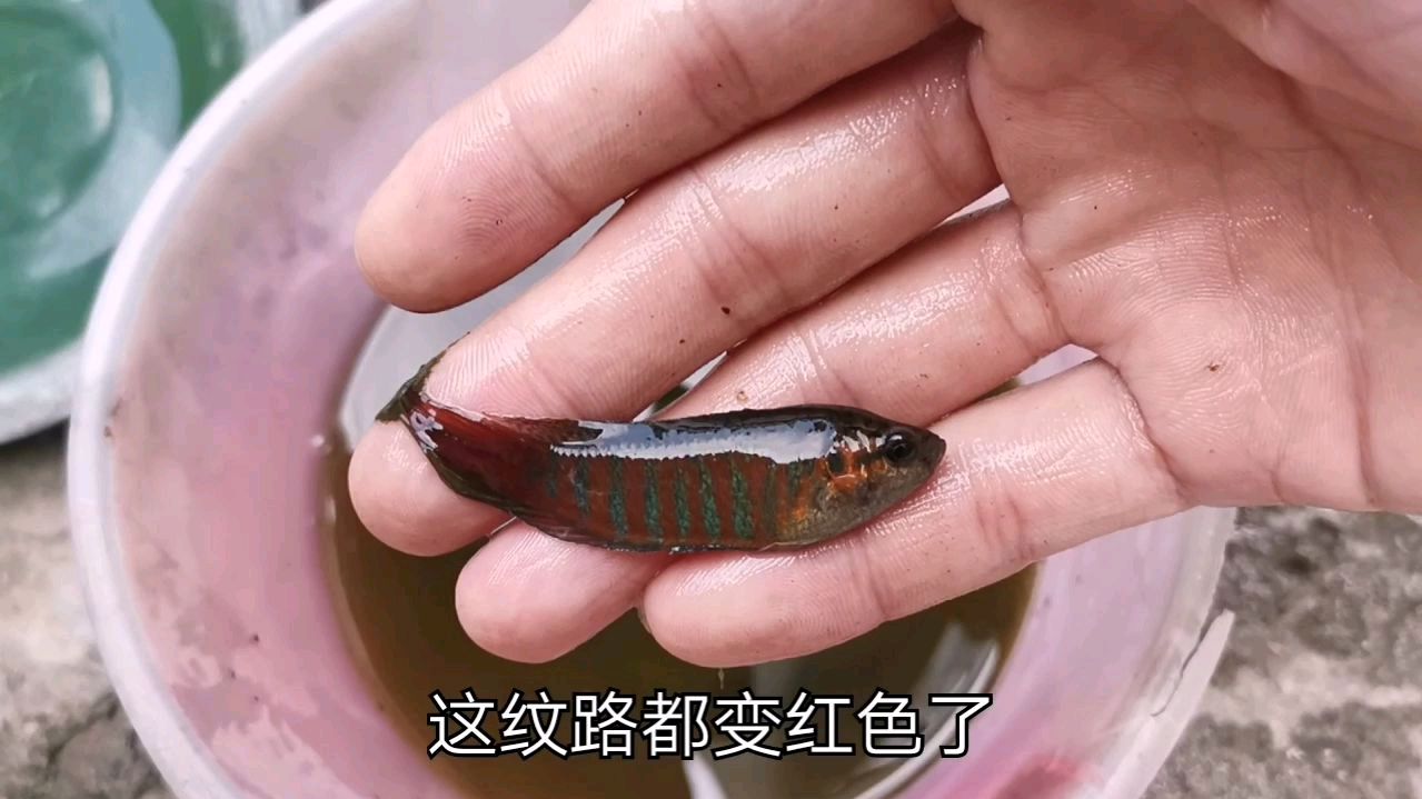 大环境养殖的中国斗鱼颜色鲜艳,斗性十足,土生土长的斗鱼更健康