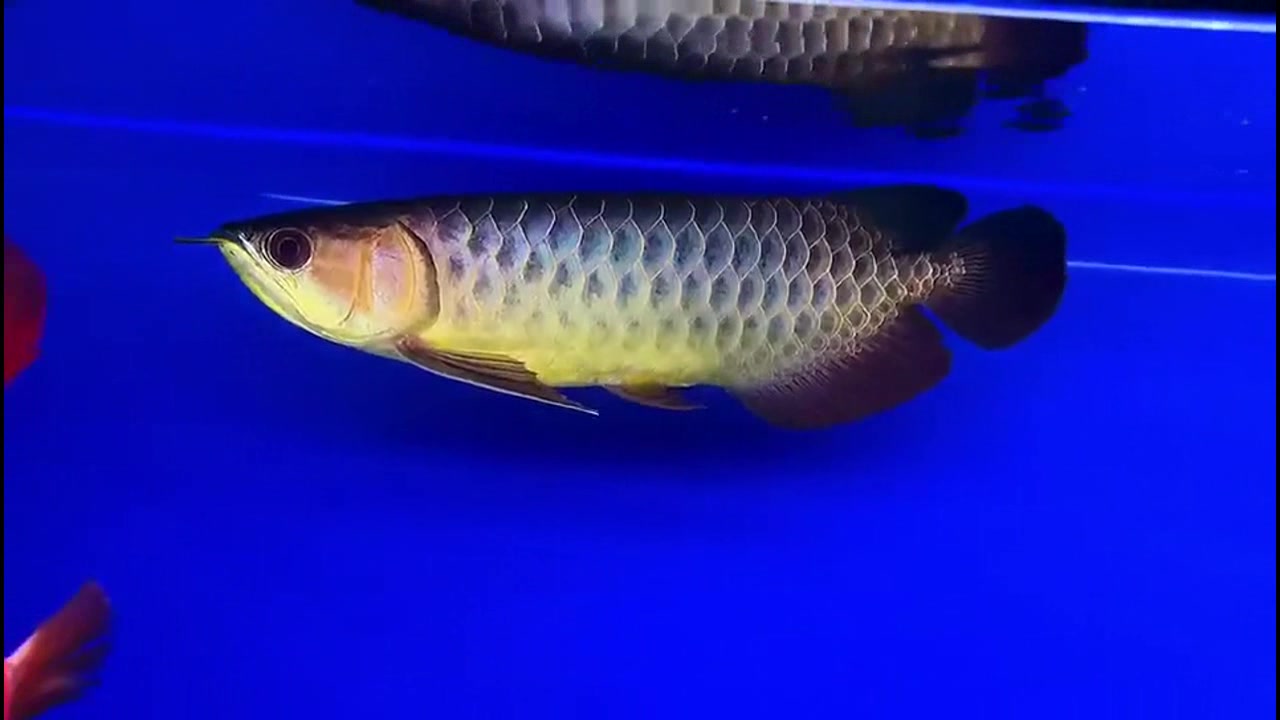 蓝底缸打上灯养金龙,竟然比贴壁纸还要美