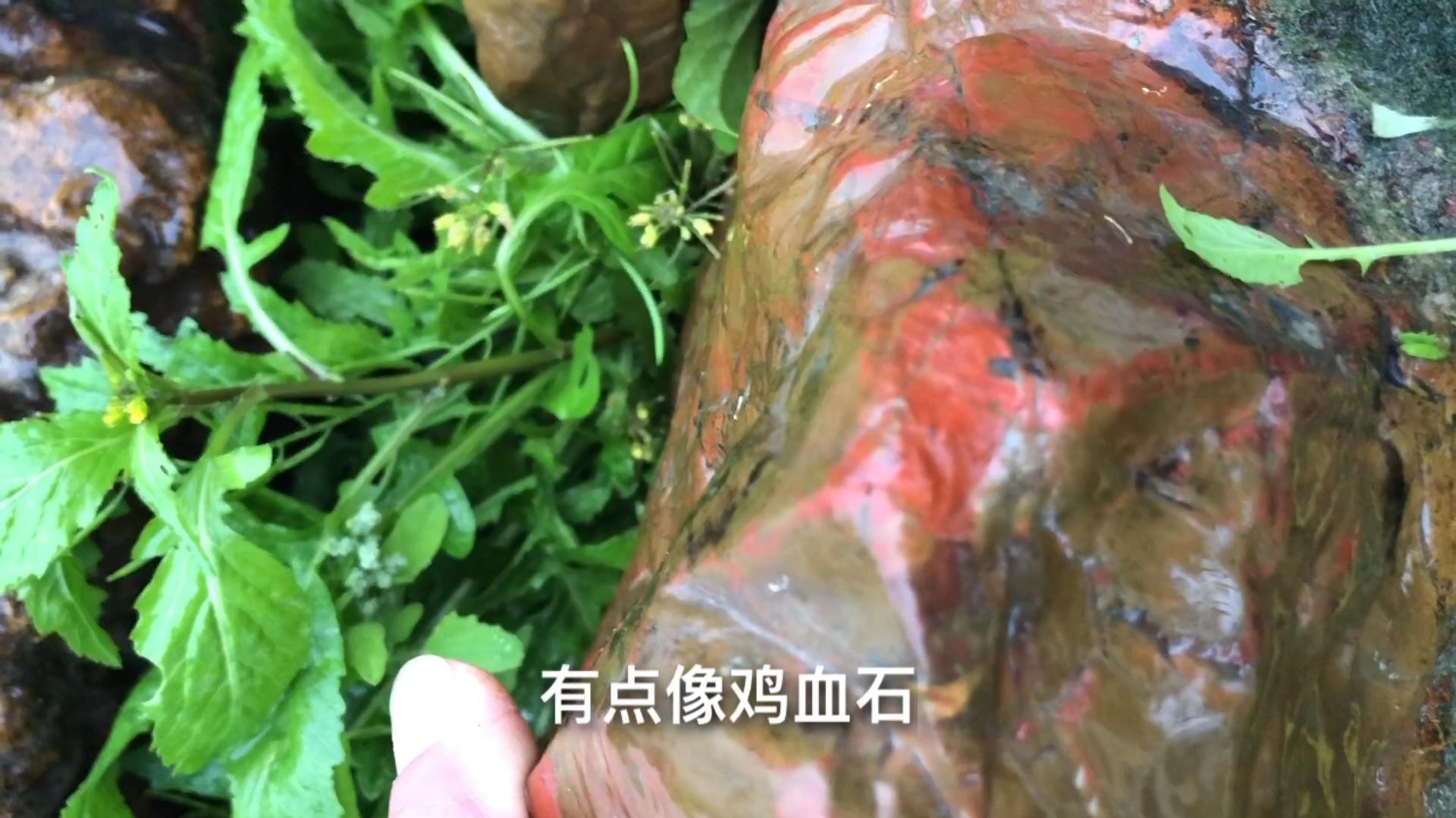 广西玉林下雨天,农村小哥去江里捡石头,捡到块鸡血石