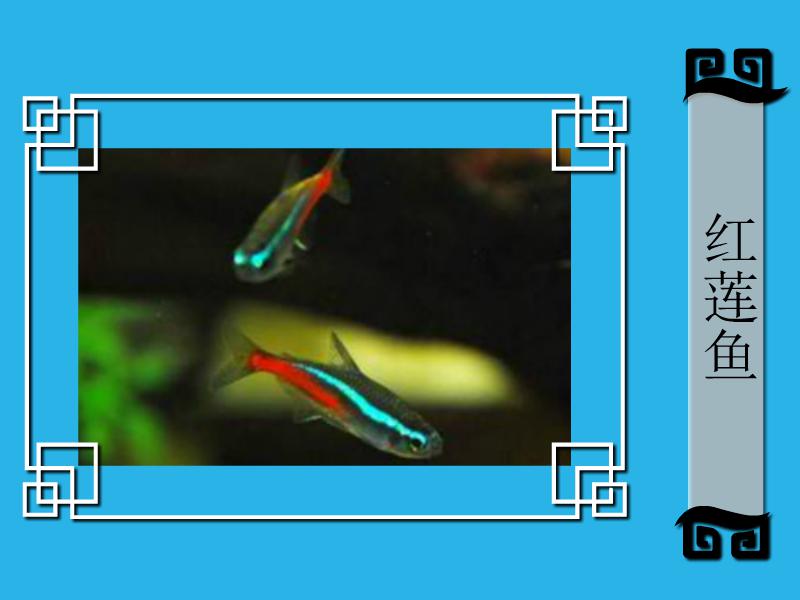 原来红莲鱼长这样