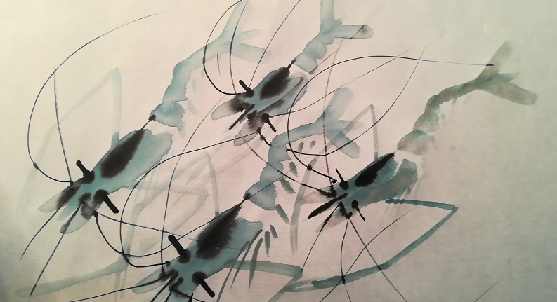 一群在清水中游动的小虾