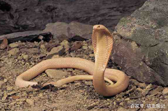 蛇叫的声音 baijiahao.baidu.com