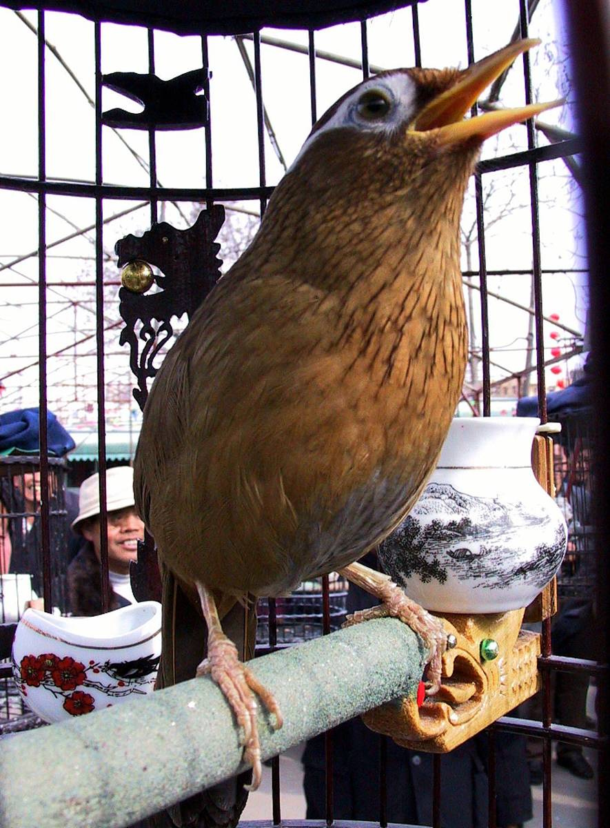 画眉打斗判定：无力追打算平局吗？