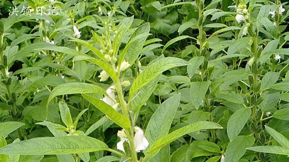 [图]芝麻开花节节高!到底为何这么说?这个视频为你详细介绍!