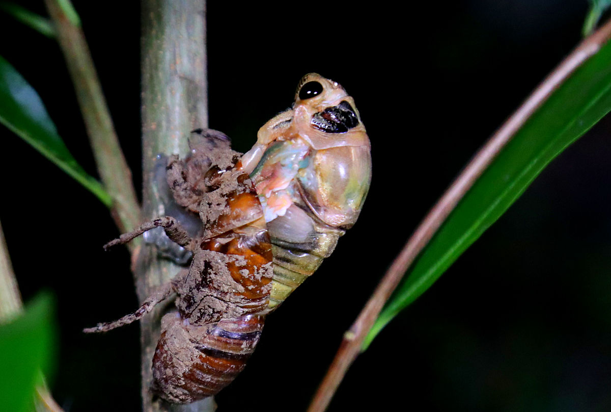 金蝉脱壳给人的启示，