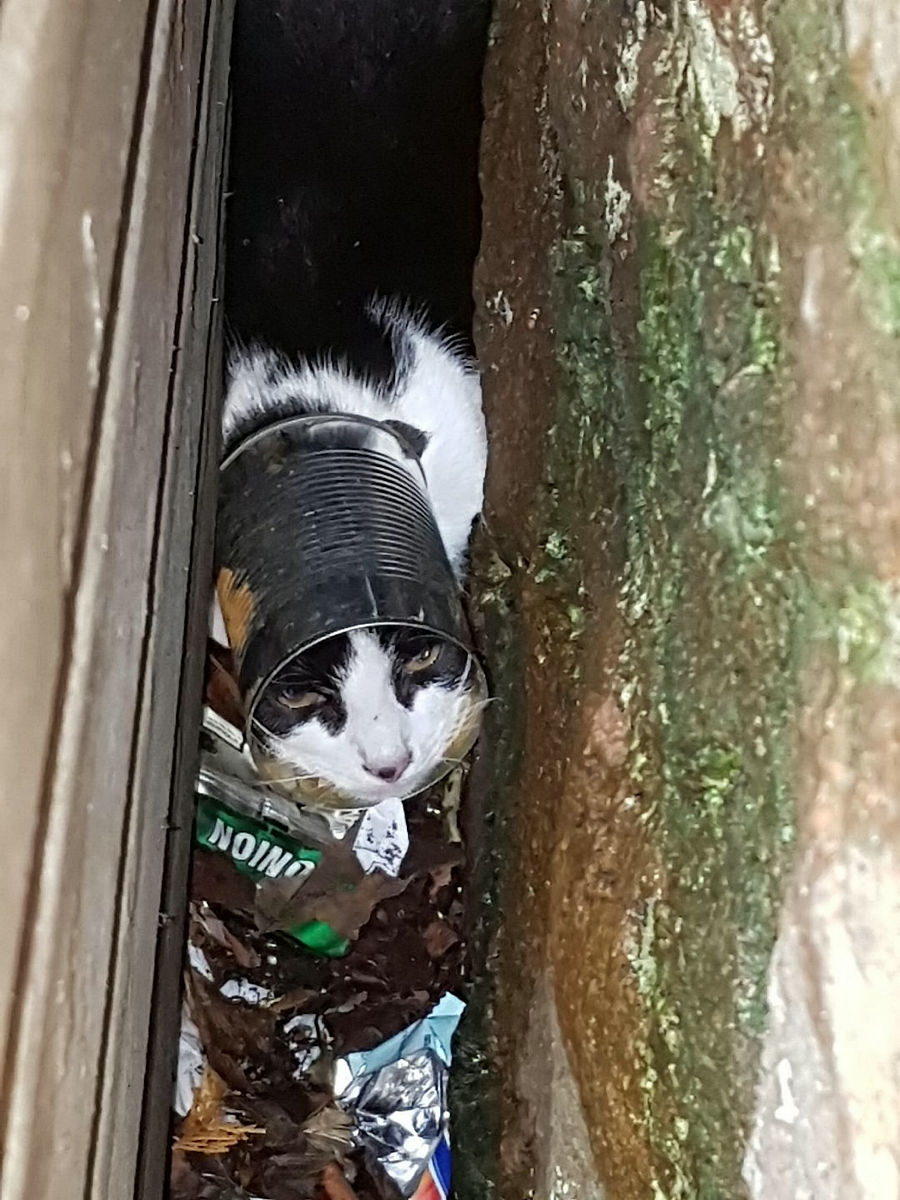 猫鼠同笼实验