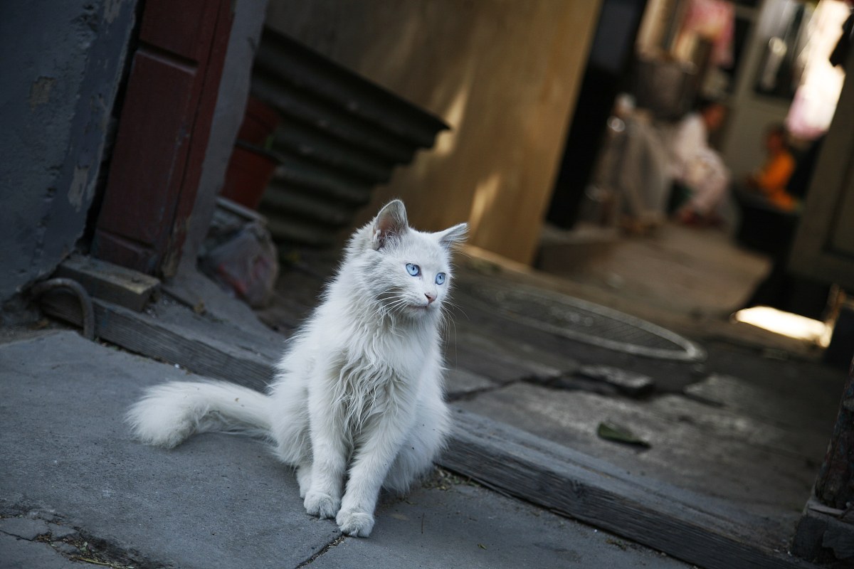 养猫还是养狗？你更适合哪一种宠物？