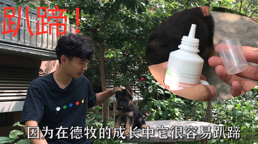 刚买回家的小德牧最容易趴蹄,小伙急忙补钙,长成鸭蹄就太丑了!