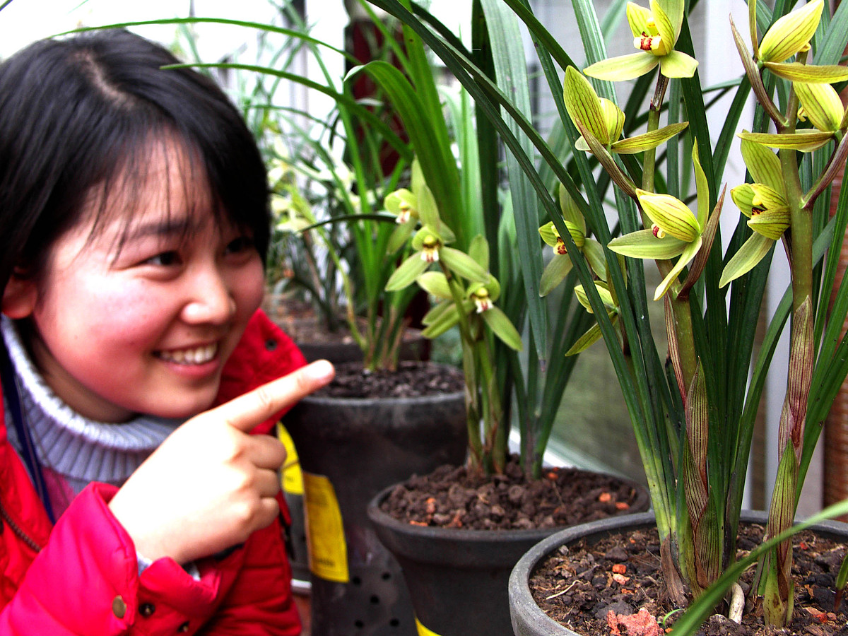 种植兰花的政策有哪些