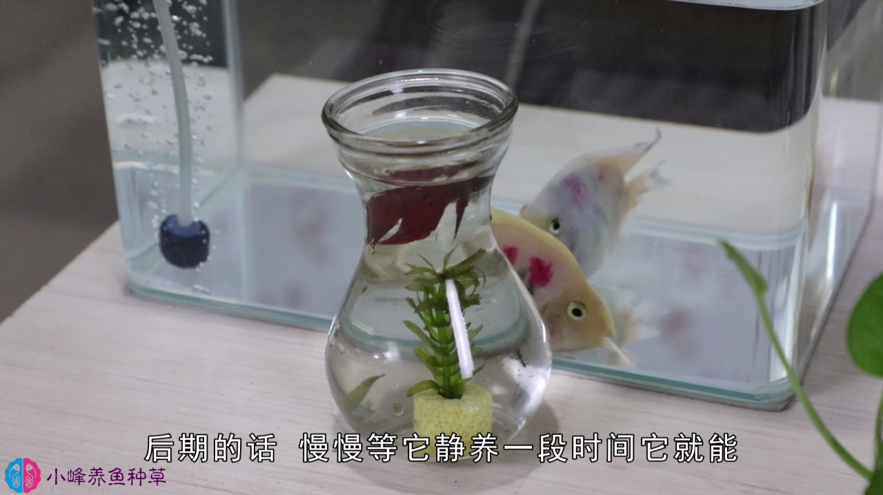 鱼颜色暗淡的几种原因,找到问题才好解决,让鱼颜色更艳丽