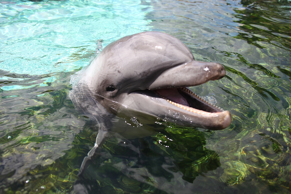 海洋研究论文写作思路：从物理、生物、环境到经济