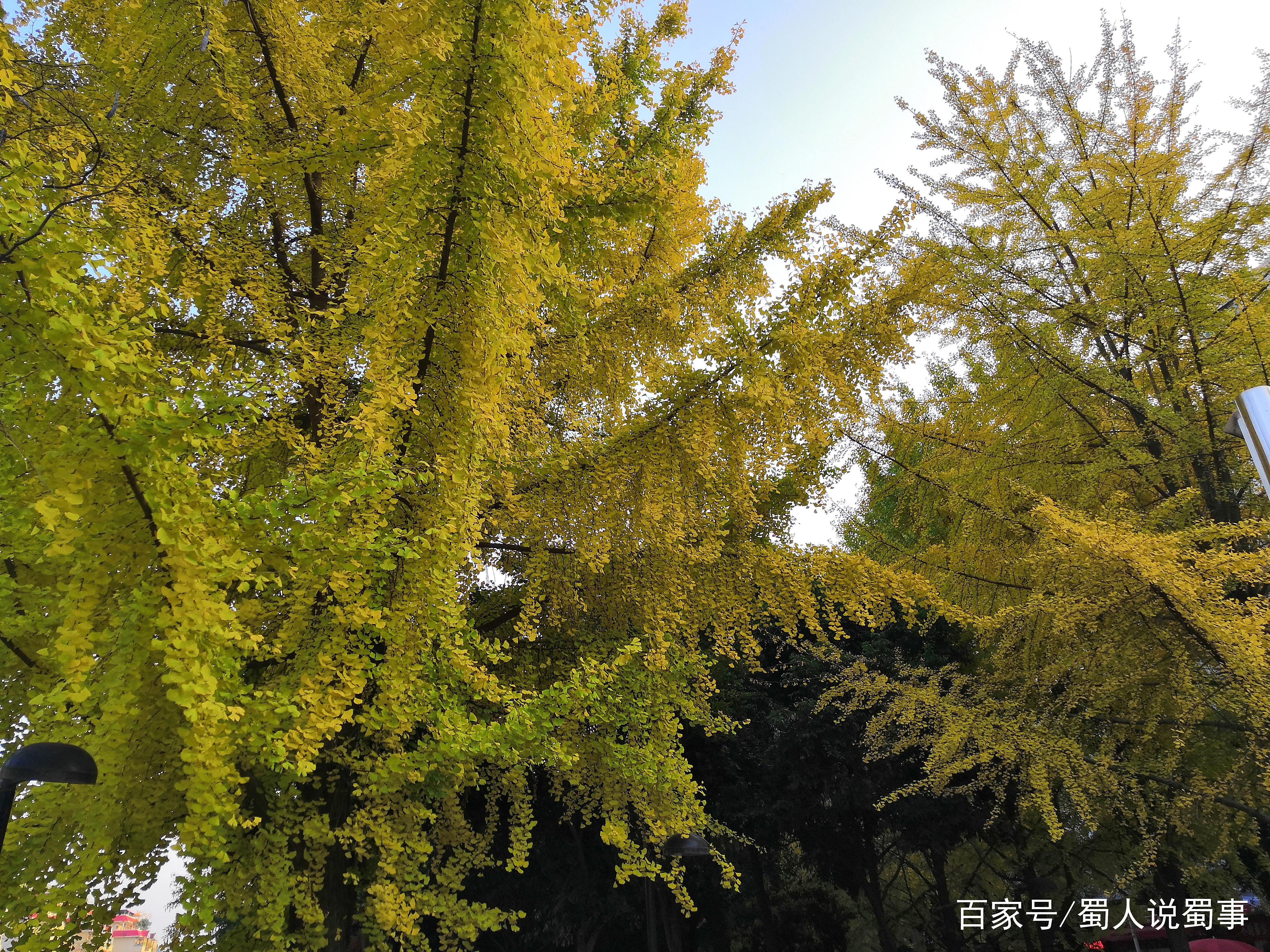 四川省江油市的市树是香樟树，为何城市里到处是银杏树?