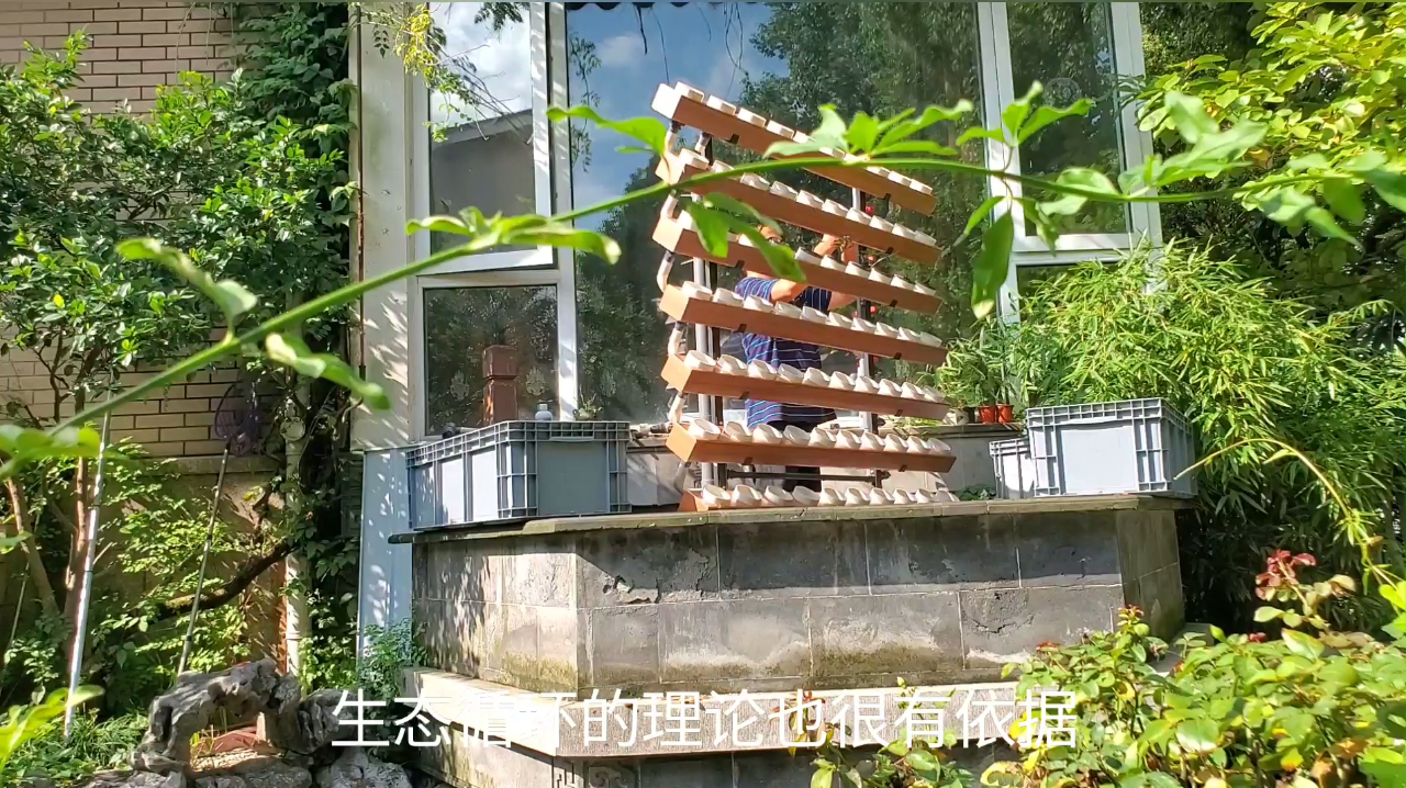 独特的鱼菜共生方法,简单易学,不倒翁免费分享