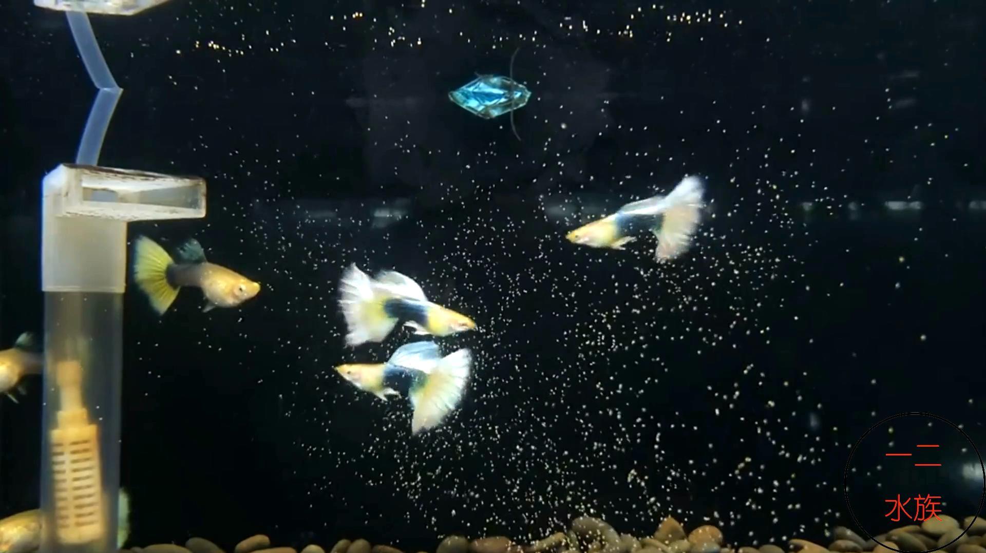 鱼缸养孔雀鱼,等着母鱼下崽,4条公鱼,配了3条母鱼