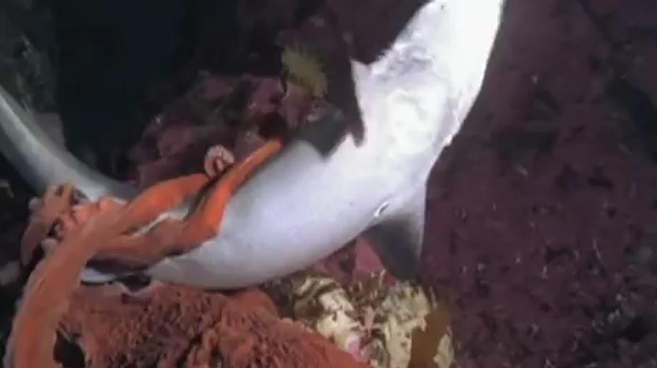 北太平洋巨型章鱼捕食鲨鱼全过程!看完让人大开眼界