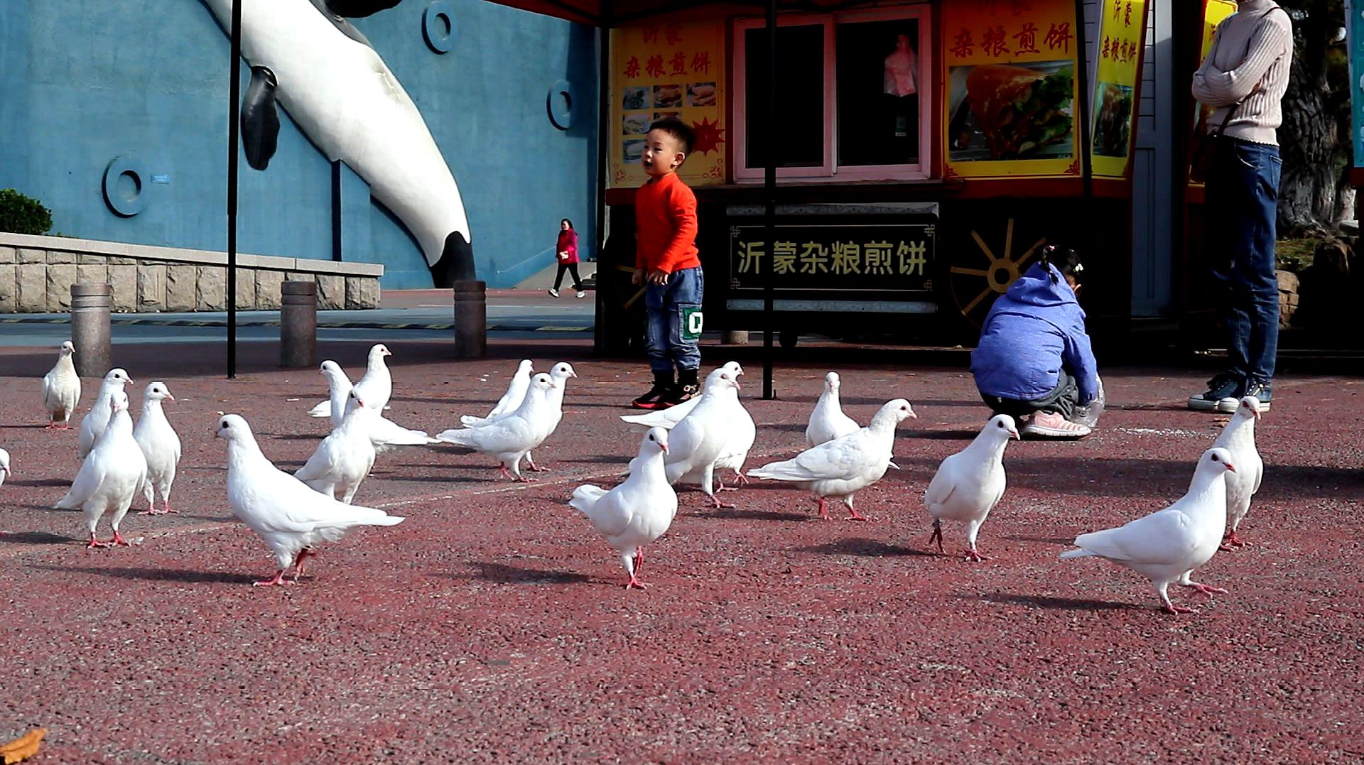 [图]与人完美相处的和平鸽