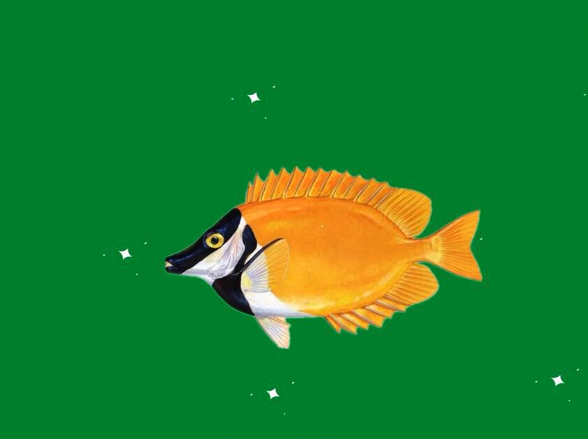 原来狐篮子鱼长这样