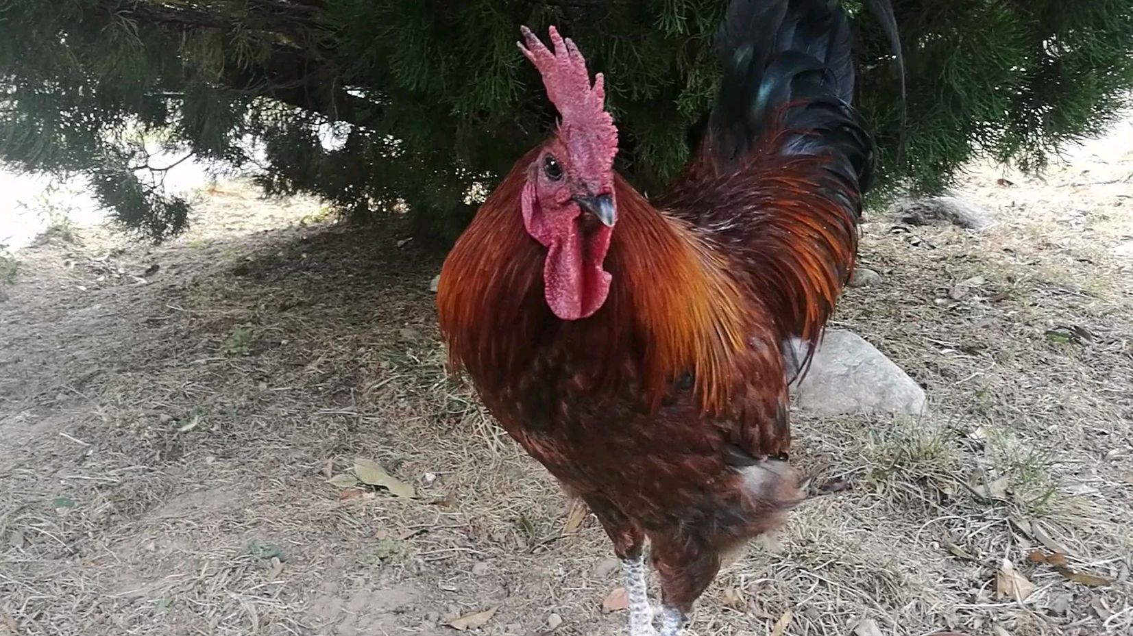 公鸡中最美的战斗鸡,雄赳赳气昂昂,随时准备跳跃啄人