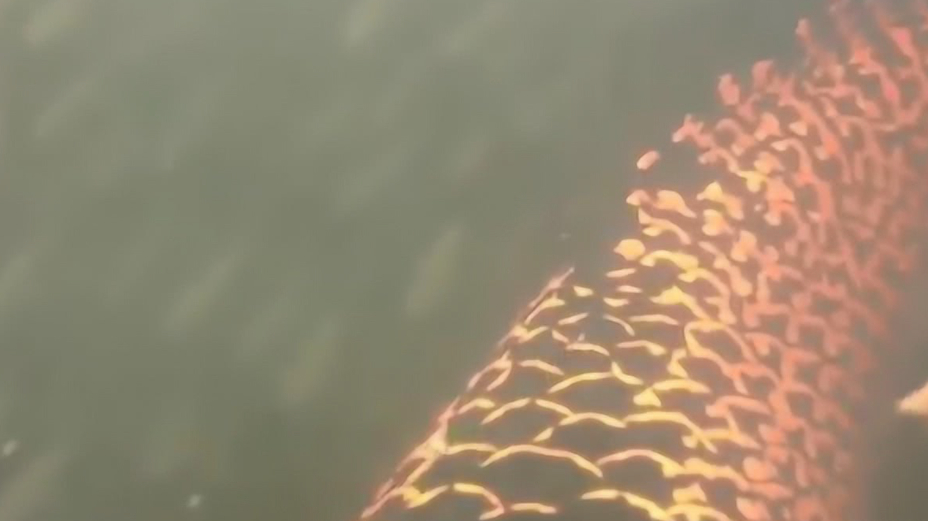亚马逊河流域发现巨型生物,鳞片比金属还要坚硬,食人鱼也没办法