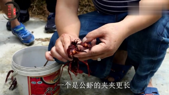 农村200亩龙虾基地,龙虾吃水草螺蛳生态养殖,50块钱1斤都不想卖