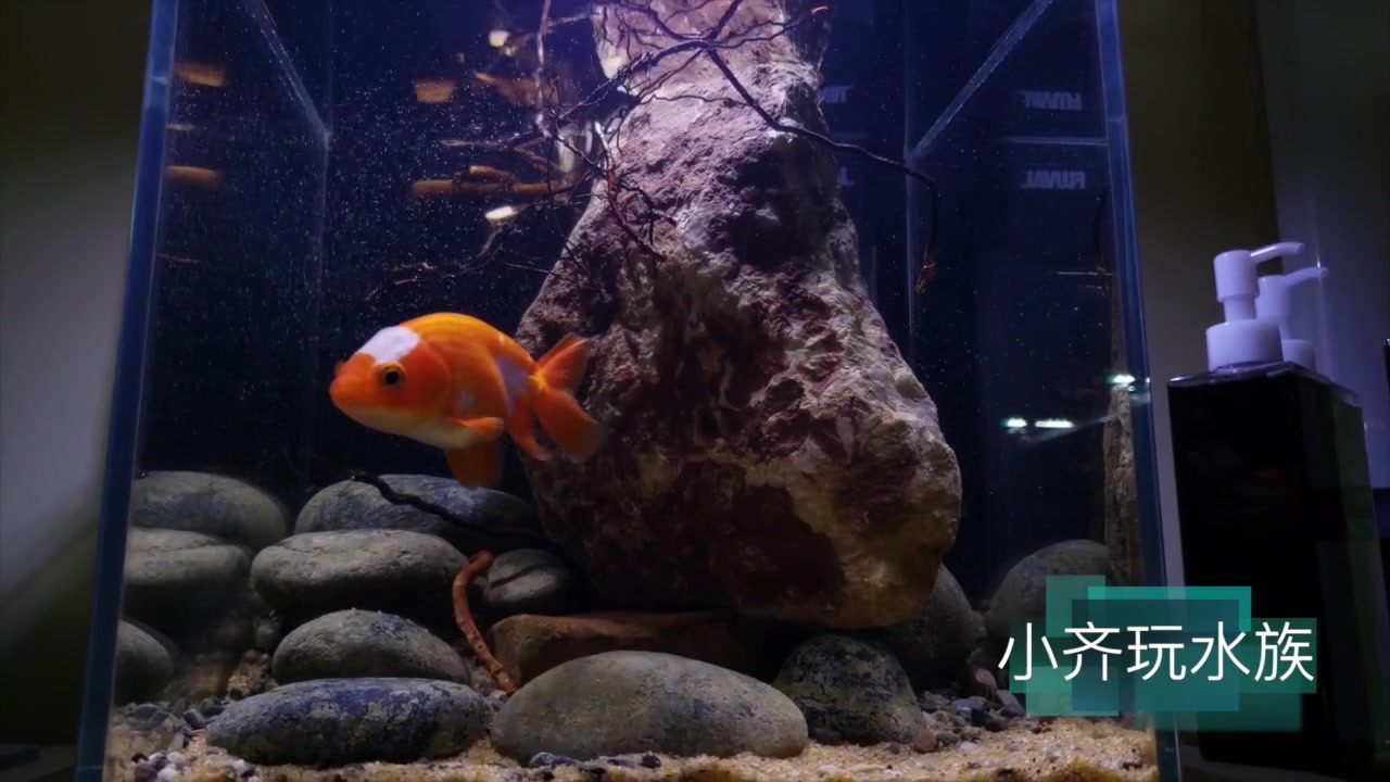 捡石头造景-原生30小缸,第四次折腾!