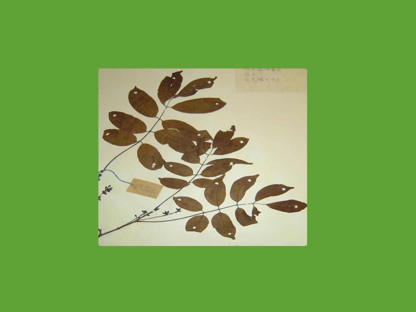 原来大理鱼藤长这样