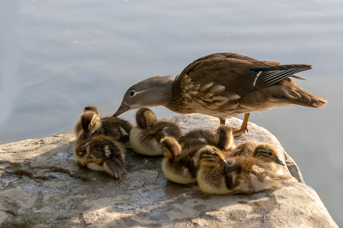 血清钙和离子钙