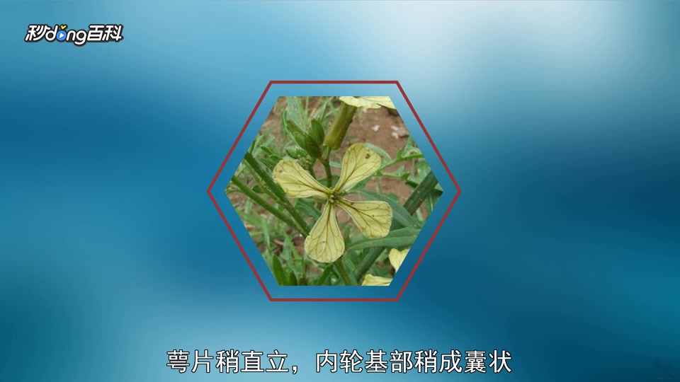 原来芝麻菜属长这样