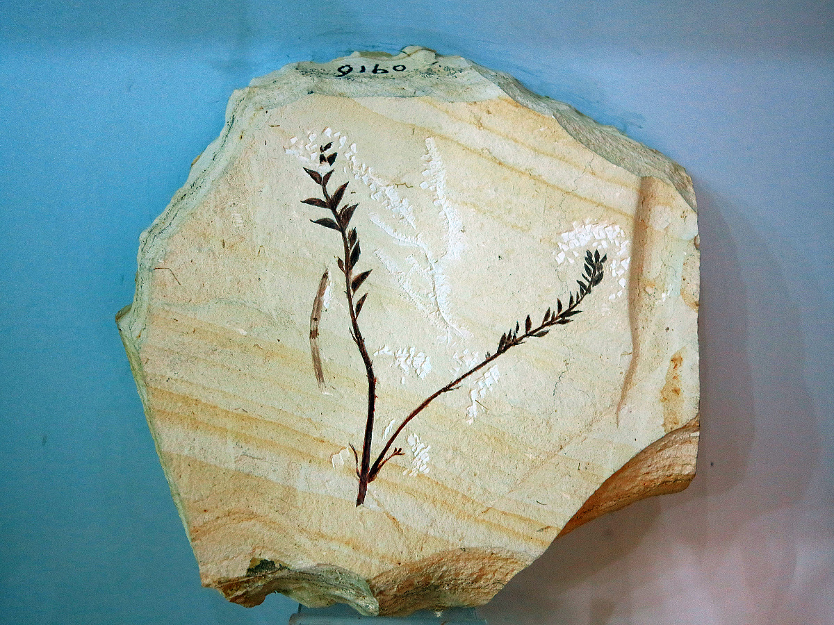 石头上为什么会有贝壳？二年级科学小知识