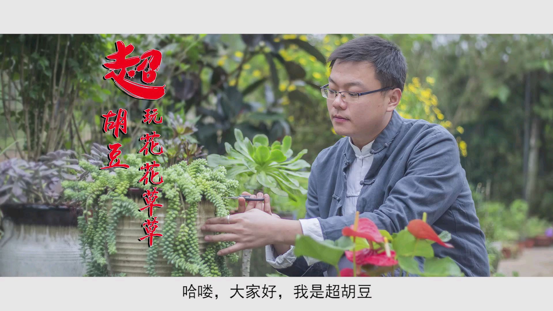 适合室内摆放的多肉植物