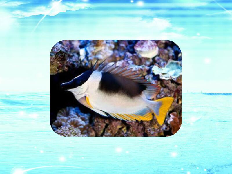 大篮子鱼:俗称泥蜢,印度狐狸,白狐狸