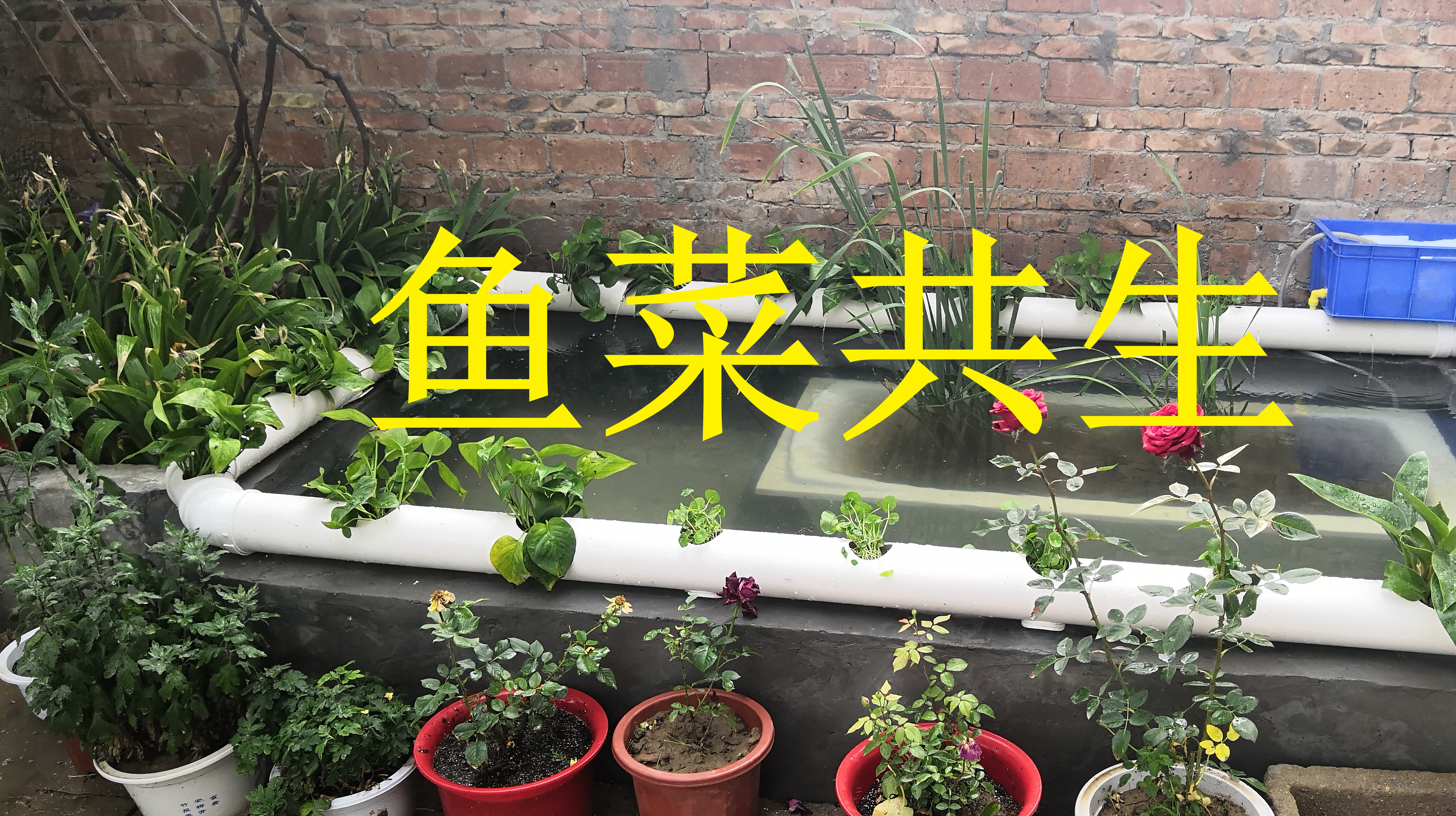 农村小伙自制的鱼菜共生系统全过程,种植绿萝铜钱草,真漂亮!