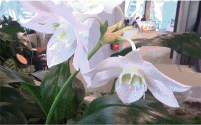 狂砸250億!亞馬遜花7年時間建造辦公室,員工們搶著要加班!