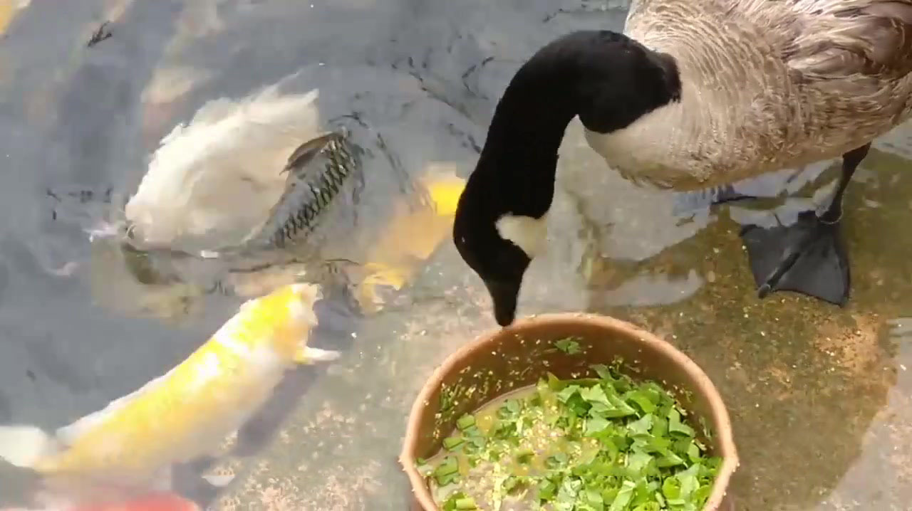 鸭子在水边吃食物,竟还会与鱼儿分享,网友:养肥再吃?