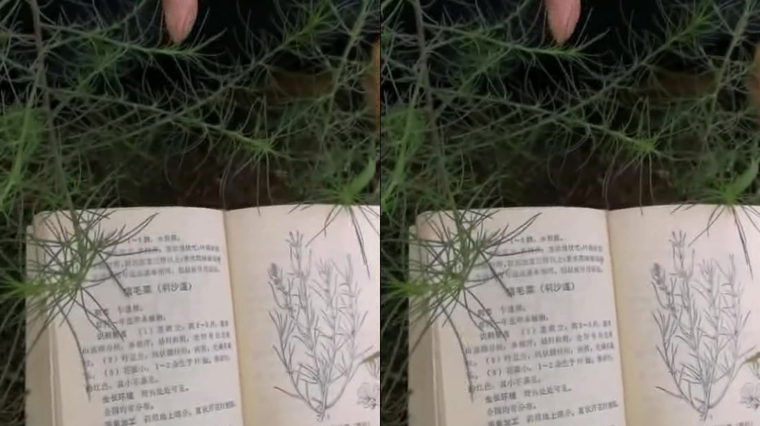 中草药这是一株猪毛菜,也叫蓬蓬菜,是一味中草药