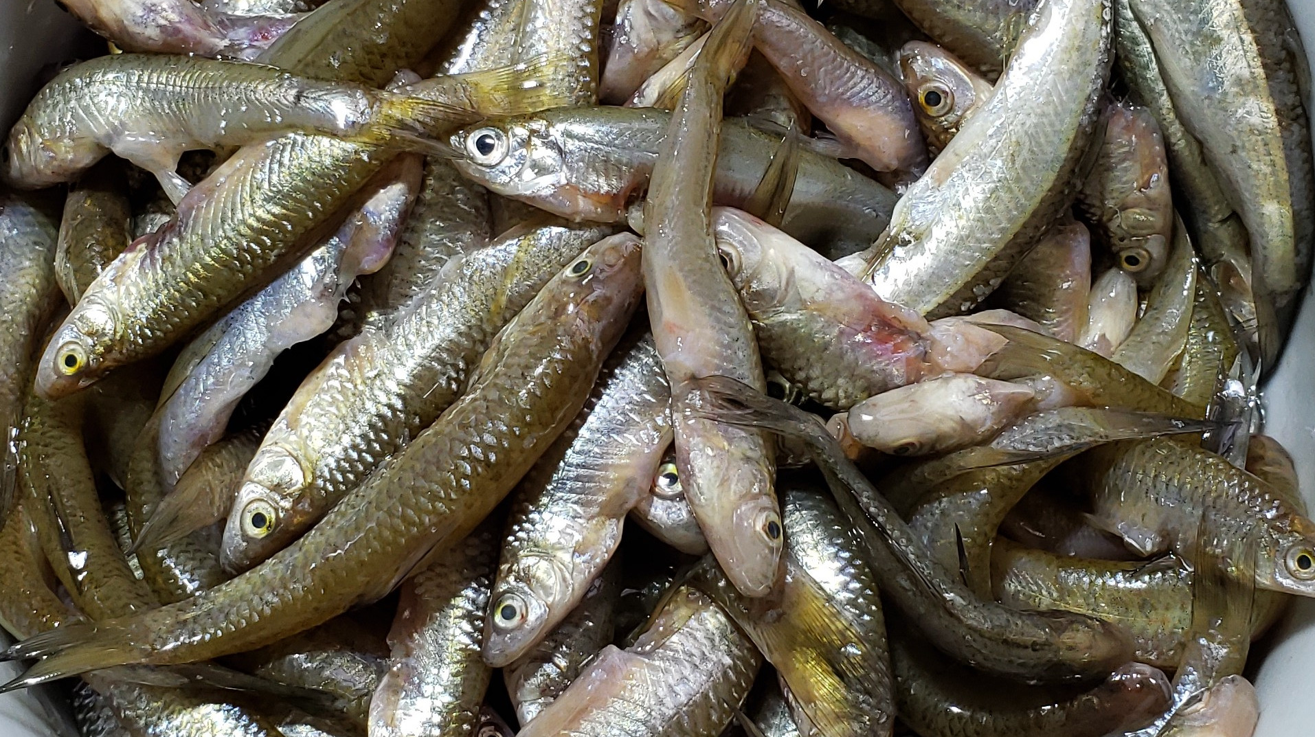 喜欢吃鱼的要收藏,学会这两种做法,来客人也不慌了,收藏吧