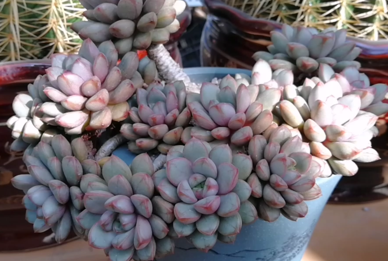 超级葡萄老桩!看看这极品多肉你就知道时间都去哪儿了!