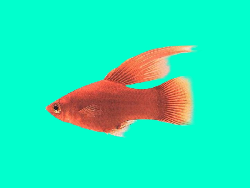 月光鱼:光鱼体长鱼体长4~6厘米,它的适应性和繁殖能力都很强