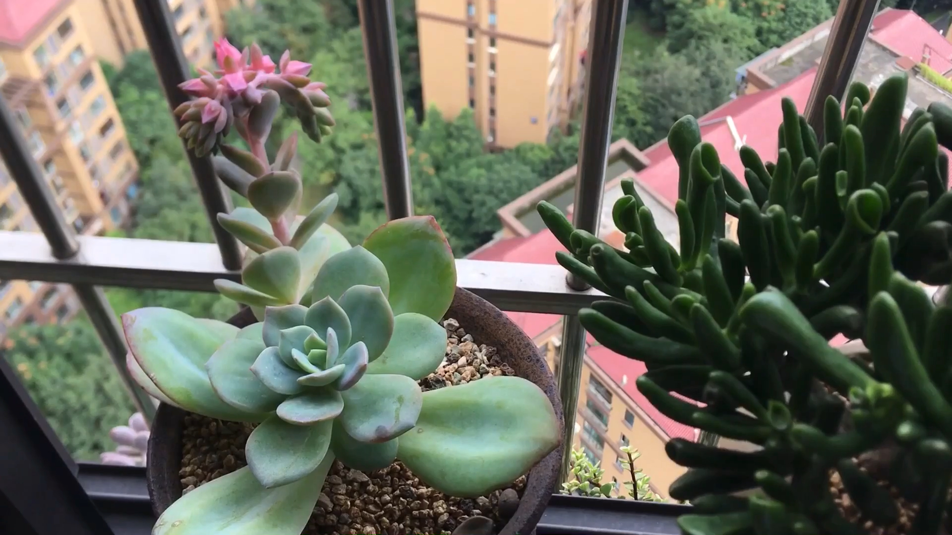 多肉白凤真是美貌,要开花的样子真像飞起来的凤凰呢!