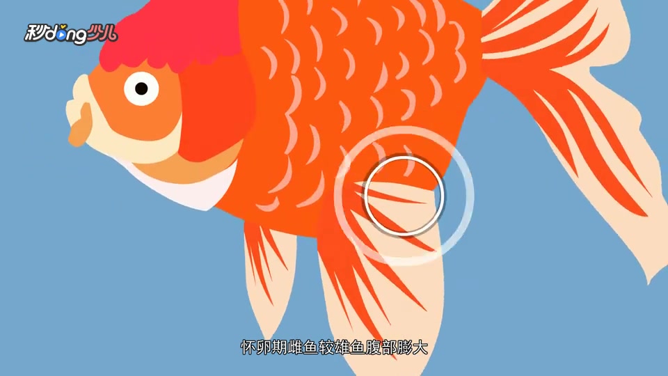 金鱼如何分辨雌雄