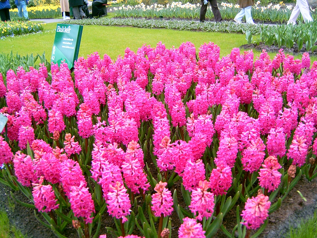 荷兰是欧洲的花园,位于荷兰阿姆斯特丹附近的库肯霍夫花园(keukenhof 