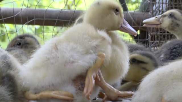 概率百万分之一!小黄鸭长了4只脚,2只