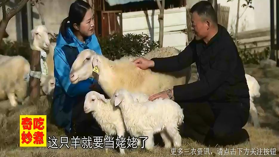 四季发情的湖羊产量大,18个月就能当姥姥,一胎产4只羊羔!