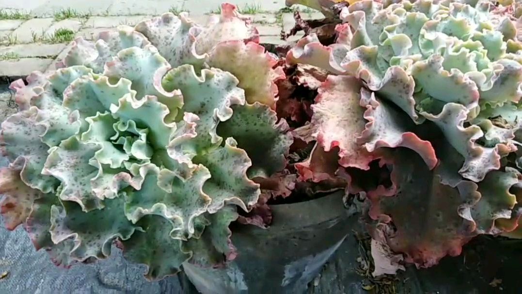 露天种植的多肉植物老桩,高砂之翁