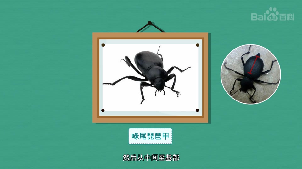 喙尾琵琶甲