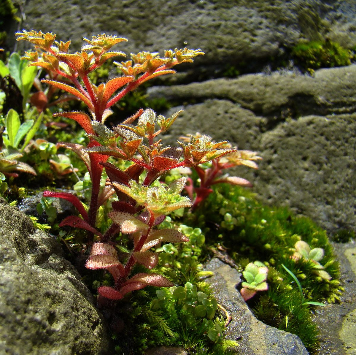 春天的诗歌：感受自然的复苏与美好
